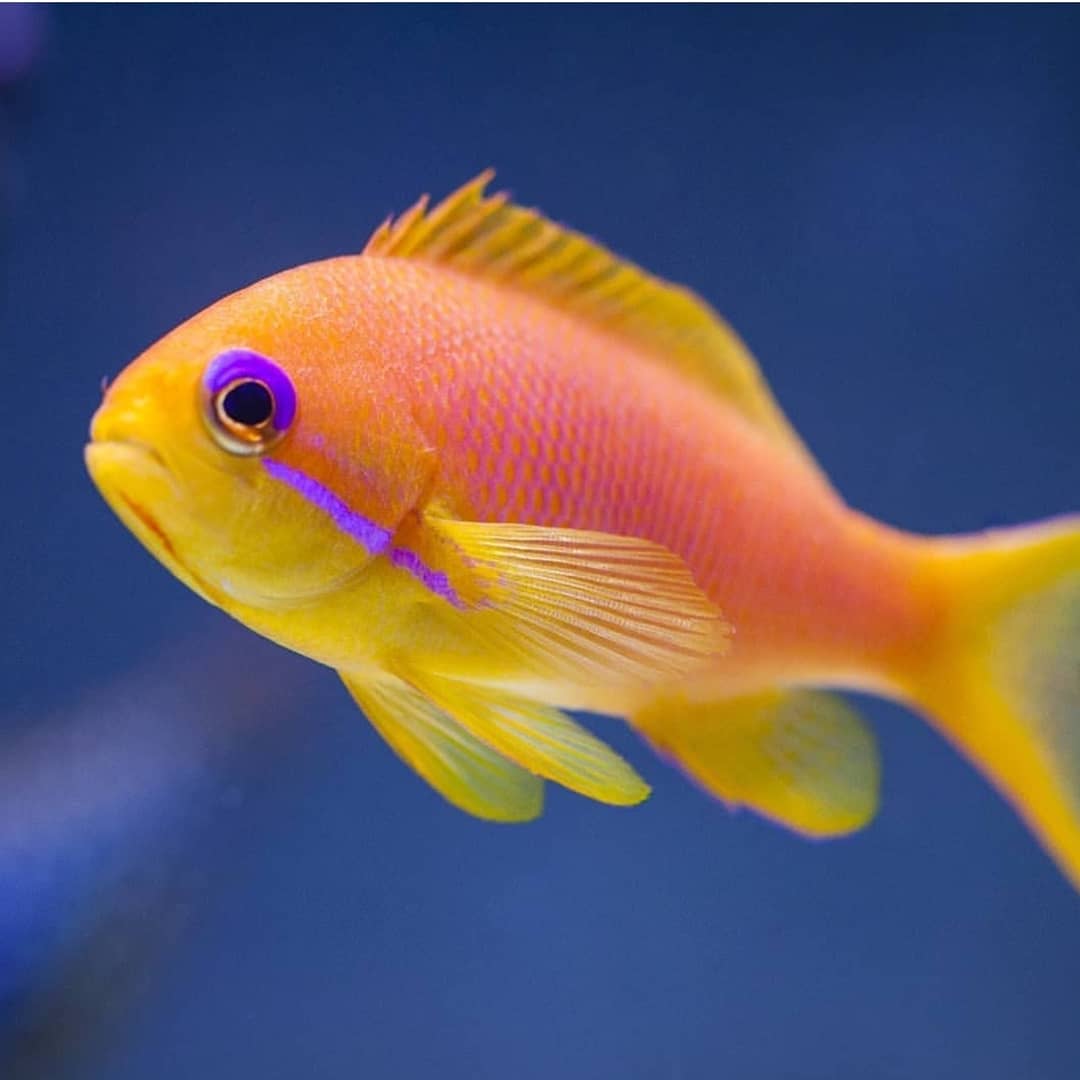 Lyretail Anthias (Pseudanthias Squamipinnis (Female) – Abc Aqua + Inc.