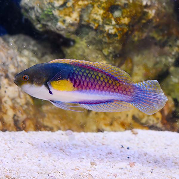 Yellow Flanked Fairy Wrasse – Canada Corals