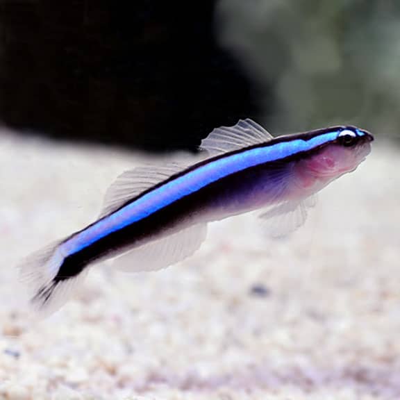 Neon blue goby outlet care